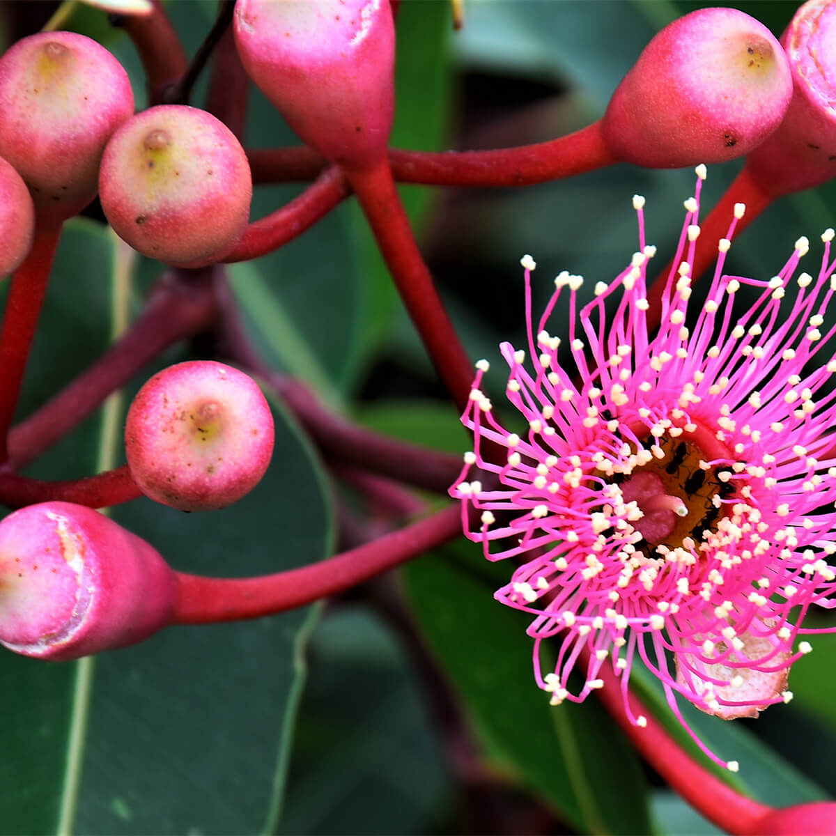 Australian native flowers