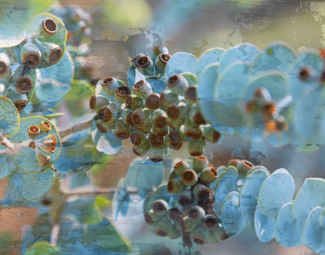 eucalyptus krueseana leaves